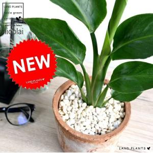 現品　ドラセナ　コンシンネ　ホワイボリー　5番　観葉植物　特大　インテリア　室内 在庫販売】 ドラセナ コンシンネ ホワイボリー 観葉植物 特大