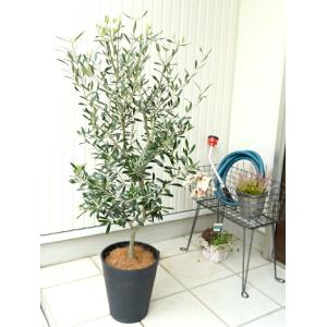 オリーブ 8号 (黒色) セラアート鉢 鉢植え...の詳細画像3