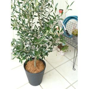 オリーブ 8号 (黒色) セラアート鉢 鉢植え...の詳細画像5
