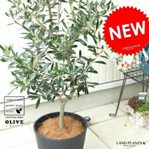 おしゃれ 観葉植物：オリーブの木 ピクアル 8号*現品8 SOUJU 創樹 そう