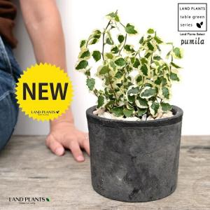 ドラセナ コンシンネ ホワイトボリー 【観葉植物 5号／1個売り