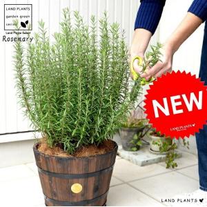 ローズマリー 立性 ボリューム有り 鉢植え 観葉植物 苗 苗木 ハーブ