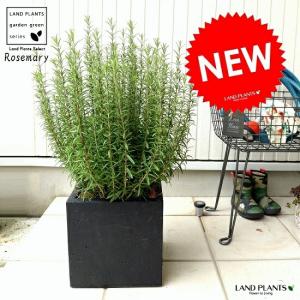 ローズマリー(大型) ファイバー キューブ ポッ...の商品画像