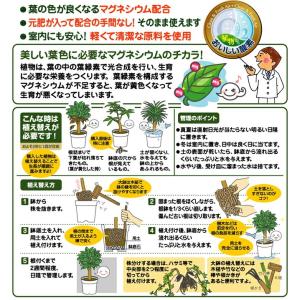 【小袋】 観葉植物の土 2L 失敗しない。失敗...の詳細画像2
