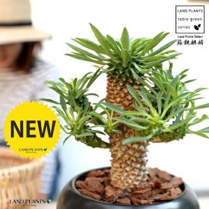 パイナップルコーン　蘇轍キリン ソテツキリン（蘇鉄麒麟）パイナップルコーン 4号鉢植え 爆買いweek