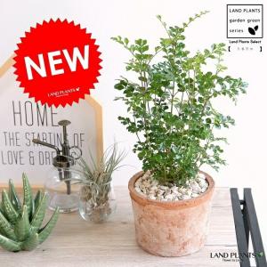 丸葉 ユーカリ （ポポラス） デザインの良い テラコッタ 鉢植え 大型