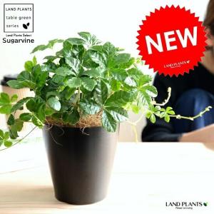 現品 絶滅種 ヒメオニソテツ エンセファラルトス ホリダス : nico