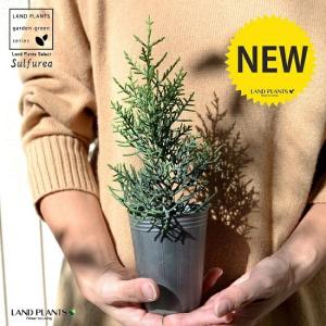 ピセア プンゲンス ホプシー 【花木苗 8号／1個売り】 : shopooo by