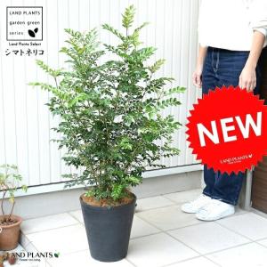 シマトネリコ 8号 (黒色) セラアート 鉢植え...の商品画像