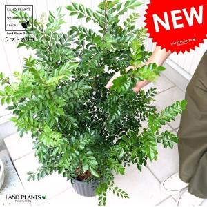 シマトネリコ 株立ち 約2.7m 超特大株 植木苗木 シンボルツリー 鉢植え