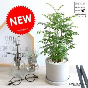 ユッカ リギダ 【観葉植物 10号／1個売り】 : shopooo by GMO - 通販