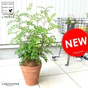 観葉植物：フィカス ベンジャミン レジナルド*プラポット : 遊恵盆栽