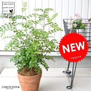 ユーカリ （ポポラス）8種類からお選びいただけます！ 3号（直径9cm