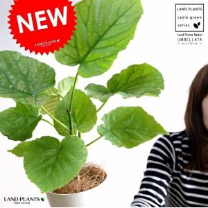 アルピニア バリエガータ（黄斑月桃 キフゲットウ） Alpinia zerumbet