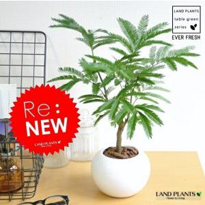 観葉植物：ネムの木 エバーフレッシュ*鉢植え 受皿付 : 遊恵盆栽 Yahoo