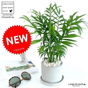 斑入り　黄斑月桃　キフゲットウ　種子1個 （玉） アルピニアバリエガータ　山草 アルピニア バリエガータ（黄斑月桃 キフゲットウ） Alpinia zerumbet