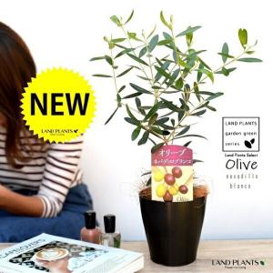 観葉植物 SOUJU（創樹）ブランド：オリーブの木*4号 セントキャサリン