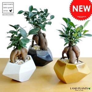 パキポディウム ラメリー 【多肉植物 8号鉢／1個売り】 : shopooo by