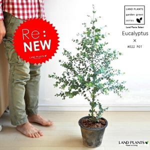 ユーカリ・グニー【フランスブルーレンガン】4号 : 日本ライン花木