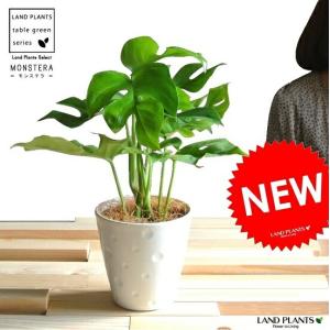 鉢花 観葉植物：フィリカ プベッセンス ワフトフェザー ハイドラ*7号