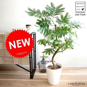 エバーフレッシュ ネムノキ まがり 樹高1m