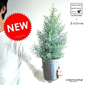 椿 ツバキの苗木 素粧 そしょう : 植物・園芸専門店 花育通販Yahoo!店