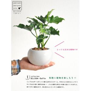おしゃれ 観葉植物 クッカバラ：フィロデンドロン ジャイアント