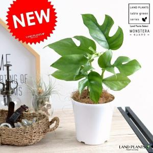 観葉植物：フィカス ベンジャミン レジナルド*プラポット : 遊恵盆栽