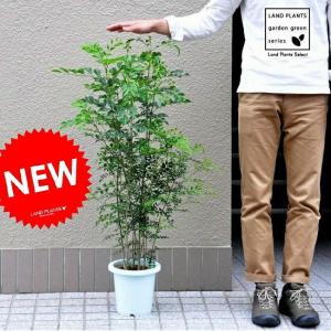 グレビレア ゴールデンユーロ 7号ポット大苗 : 苗木部 花ひろば