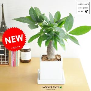 アガベ (ベネズエラ) 黒色 キューブ型 陶器鉢（バークチップ） 鉢植え