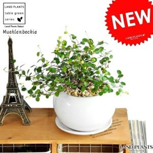旅人の木（タビビトノキ）6寸スクエア鉢植え : 日本花卉ガーデン