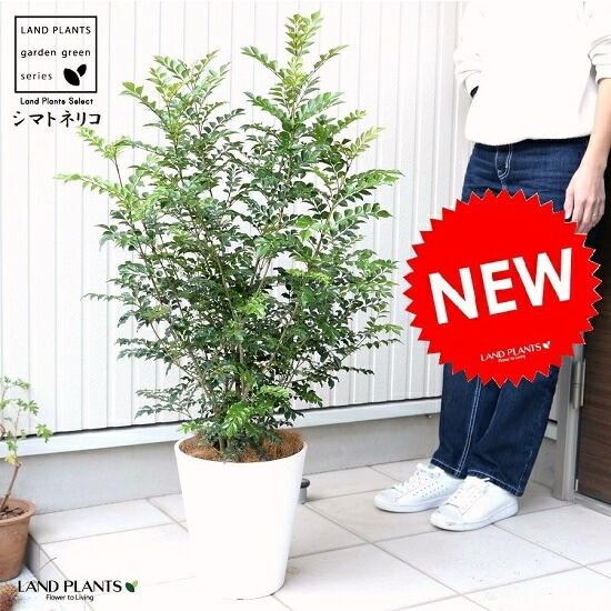 シマトネリコ 8号 （白色） セラアート 鉢植え 株立ち トネリコ 苗 苗木 鉢 白 ホワイト プラ...