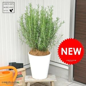 ローズマリーの大株寄せ植え♪アンティーク風のテラコッタ♪ : 癒し