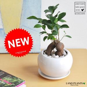 盆栽：枸杞（クコ）くこ*現品 kuko bonsai Lycium chinense 小品盆栽