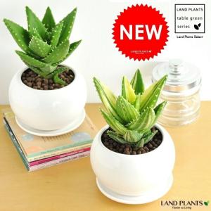 観葉植物 SOUJU（創樹）ブランド：オリーブの木*4号 セントキャサリン
