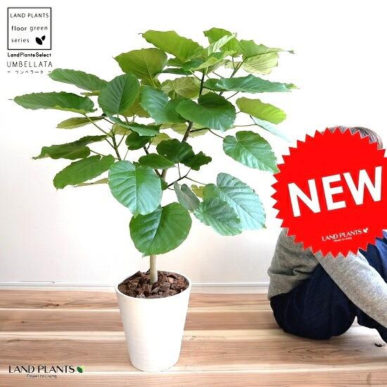 ウンベラータ 8号（白色） セラアート鉢 （自然樹形） 鉢植え 大型 観葉植物  【ギフト配送可】8...