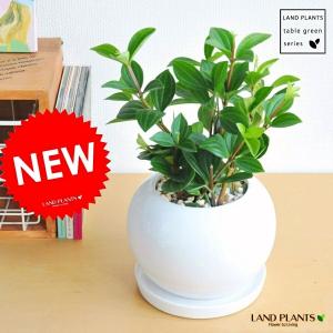 観葉植物：ポリシャス ロベル*7号セラアート鉢 受皿付 バークチップ