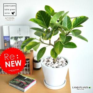 フィロデンドロン セローム 【観葉植物 6号／1個売り】 : shopooo by