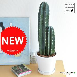 柱サボテン 白色シンプルデザイン陶器鉢に植えた...の詳細画像1