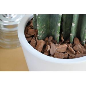 柱サボテン 白色シンプルデザイン陶器鉢に植えた...の詳細画像3