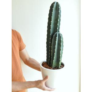 柱サボテン 白色シンプルデザイン陶器鉢に植えた...の詳細画像4