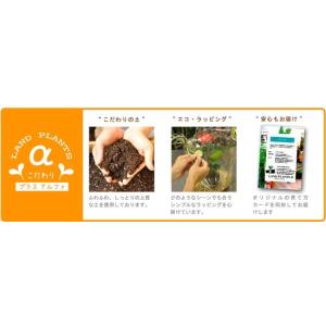 柱サボテン 白色シンプルデザイン陶器鉢に植えた...の詳細画像5