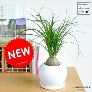 【現品】ブーファン・ディスティカ（ディスティチャ）　8号　紺鉢　（3） 現品】ブーファン・ディスティカ（ディスティチャ） 8号 紺鉢（4