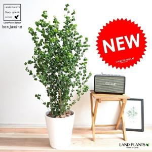 【現品】ビスマルキア・ノビリス　シルバー　椰子　ヤシ　8号　Q2番 🌴 ビスマルキア ノビリス シルバーリーフ Bismarckia nobilis Silver その他観葉植物