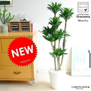 観葉植物 本物 ドラセナ・コンパクタ 8号鉢 大型 室内用 インテリア