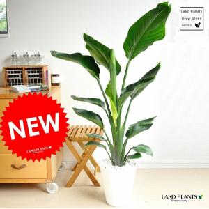 ドラセナ コンシンネ ホワイトボリー 【観葉植物 5号／1個売り
