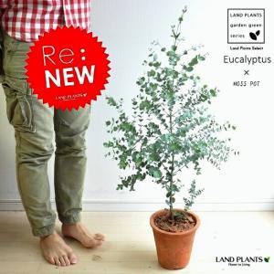 丸葉 ユーカリ （ポポラス） デザインの良い テラコッタ 鉢植え 大型
