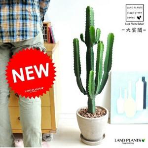 柱サボテン 2本植え 多肉植物 7号鉢/1個売り 観葉植物 鬼面角 鬼面閣