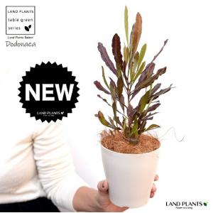 ポップブッシュ プルプレア 約1.8m 現品発送 特大苗木 植木 常緑樹