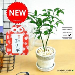 世界一重い木 リグナムバイダ（リグナムバイタ） 3号ポット苗 実生